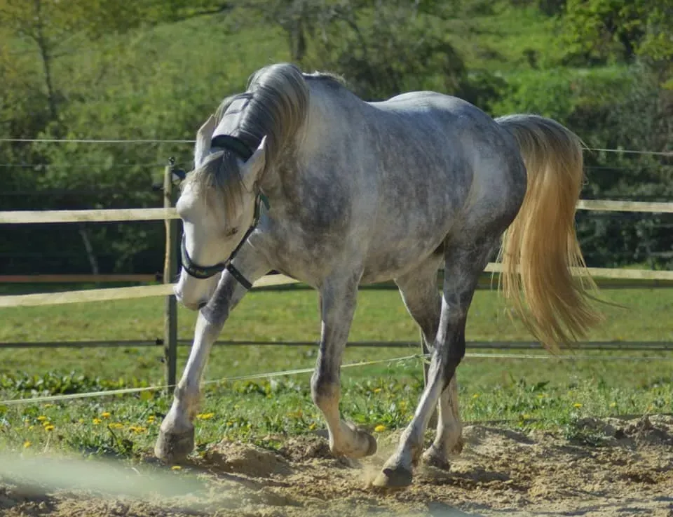 Gin Tonic du Cap Val