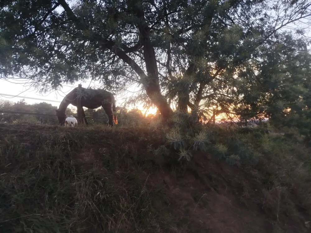 pension pour chevaux (2)