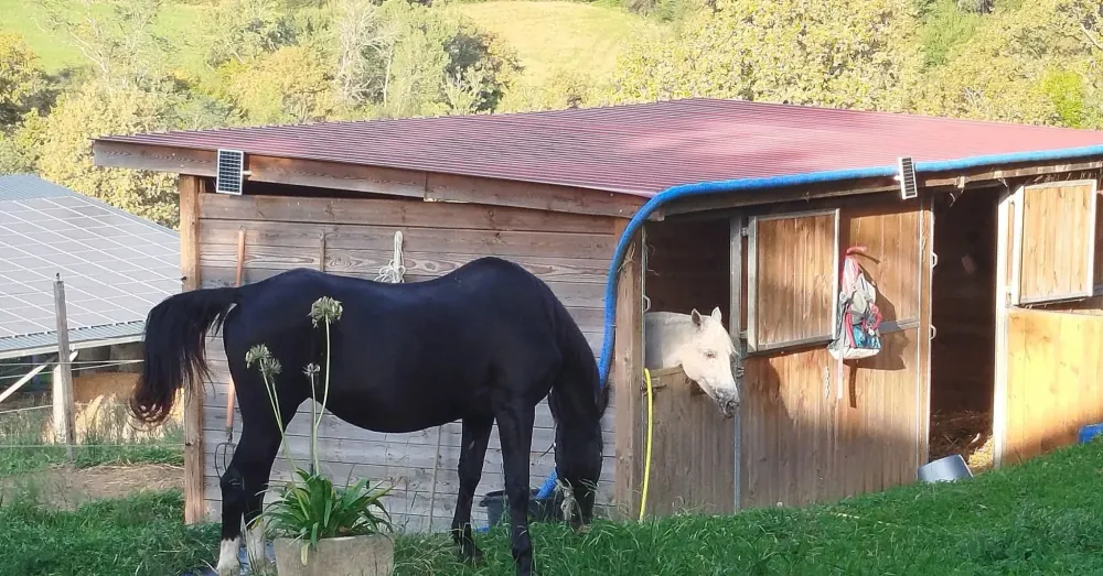 pension pour chevaux