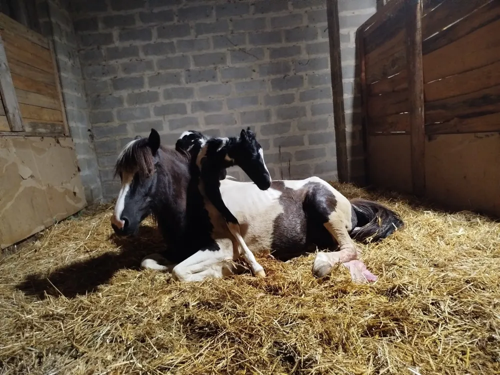 naissance d'un poulain (1)