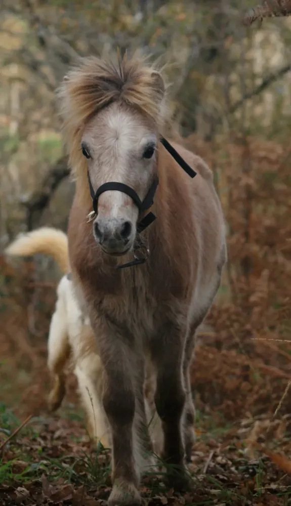 pension pour chevaux (7)