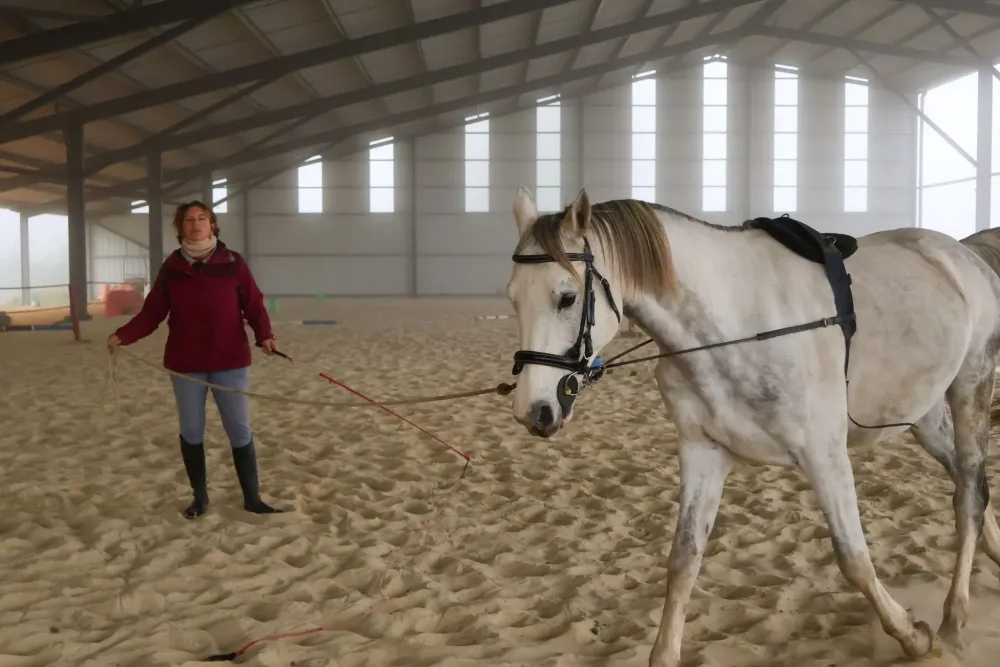 travail du cheval (4)