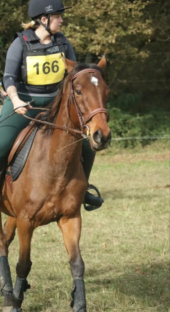 concours equestre (2)